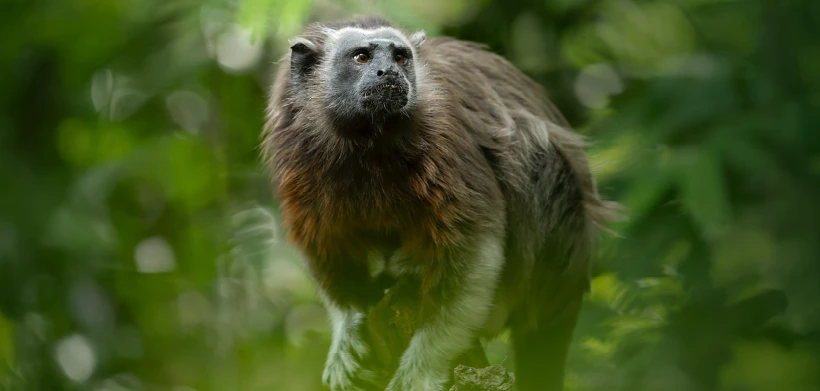 Tití gris, habitante del bosque seco tropical de Colsubsidio.