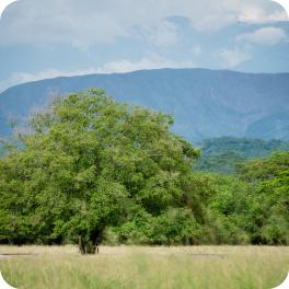 Girardot