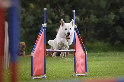Perro en escuela de adiestramiento