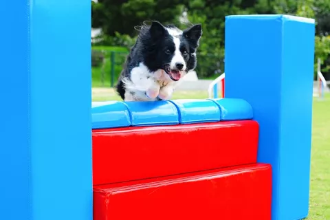 Perro saltando obstaculo