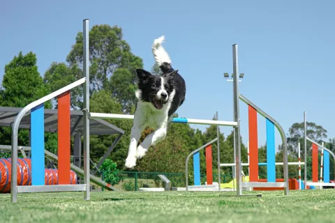 Perro saltando una varilla de entrenamiento
