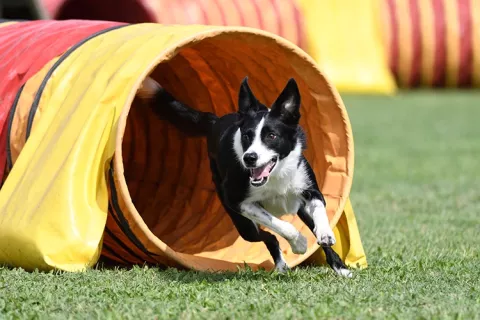 Perro saliendo de un túnel de entrenamiento