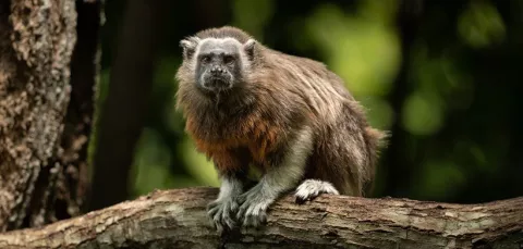 mono titi de piscilago colsubsidio