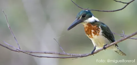 Ave del avistamiento de aves hotel alcaravan colsubsidio
