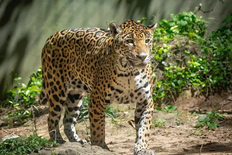 Jaguar