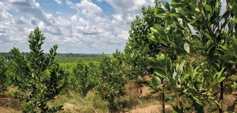 Trabajo de reforestación
