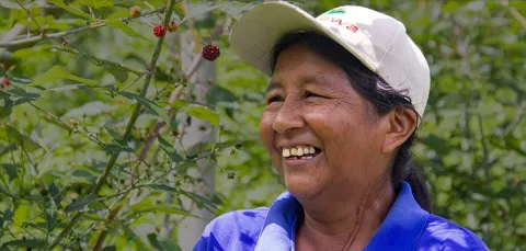 Cultivo de mora