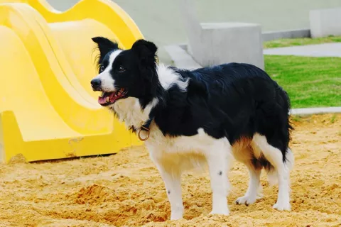 Espacios de areneras para tus mascotas
