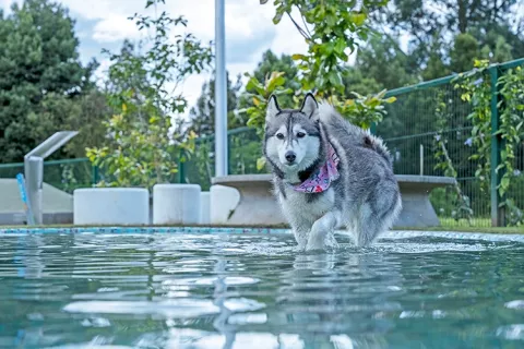 Panorámica de la piscina parque canino