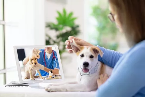 Mujer en cita virtual veterinaria