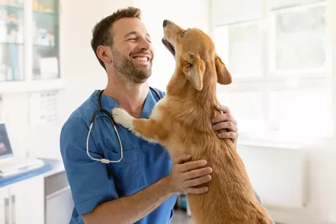 Asistencias para mascotas