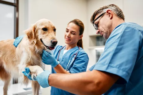 Medicina prepagada para mascotas
