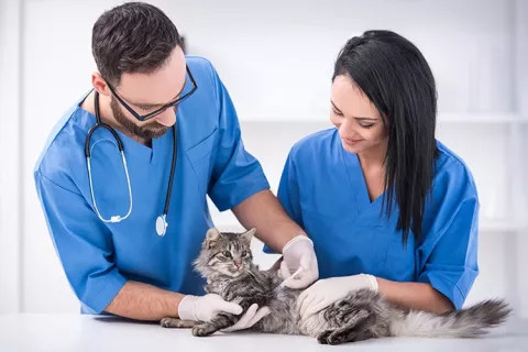 Veterinarios vacunando a un gato