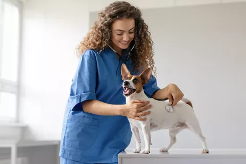 Asistencia veterinaria 24/7