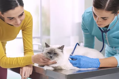 Servicio médico para tu mascota