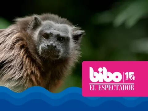 premio bibo a Piscilago Colsubsidio