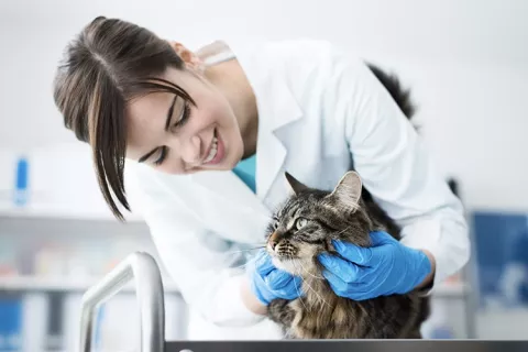 ¿Cómo reclamar la asistencia veterinaria