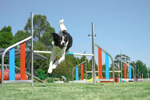 Pista de agility de la escuela canina Colsubsidio
