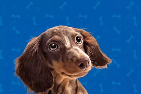 Portada del libro: Lo que me han enseñado los perros