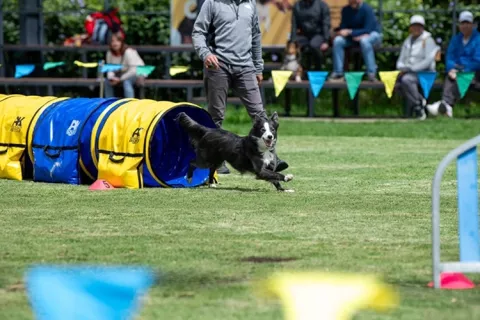 Prueba de agilidad para perros
