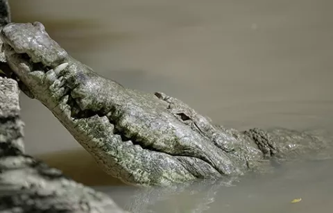 Caimán llanero área de conservación de Piscilago