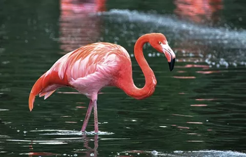 Flamenco área de conservación de Piscilago