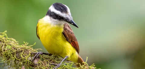 Fundación Ambiental ECO-S Colombia