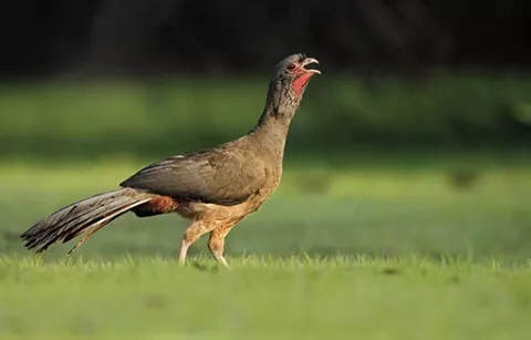 Guacharaca área de conservación de Piscilago
