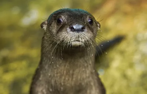 Nutria área de conservación de Piscilago