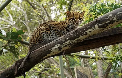 Ocelote área de conservación de Piscilago
