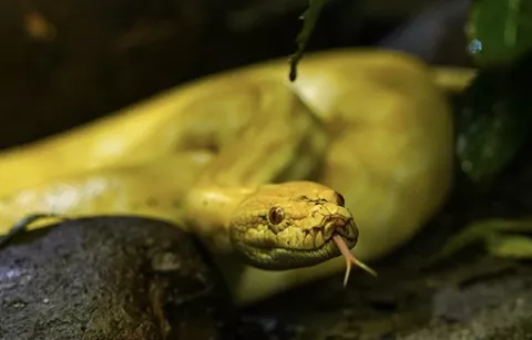 Pitón del área de conservación de Piscilago