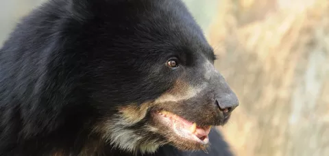 oso andino img