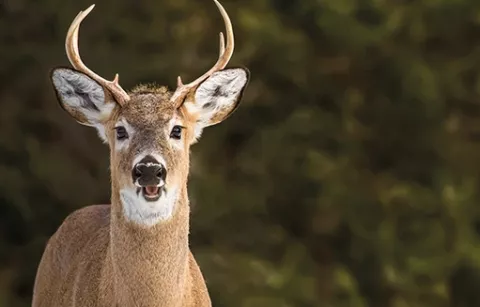 Venado coliblanco área de conservación de Piscilago
