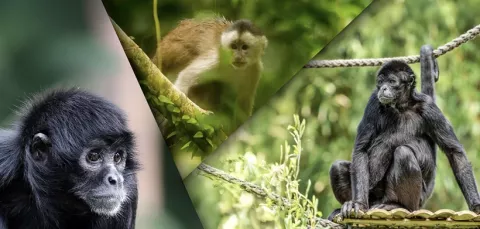 Primates juegan en el dosel de Piscilago