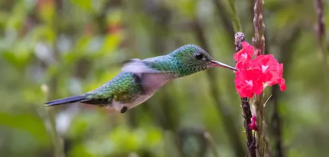 Colibrí vuela por el Bosque Seco Tropical de Piscilago Colsubsidio