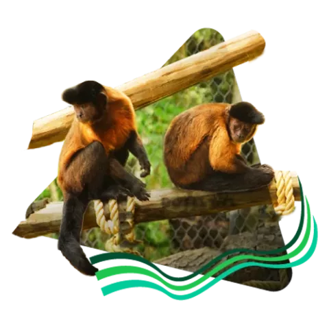 Fauna recorre el nuevo Dosel de Piscilago